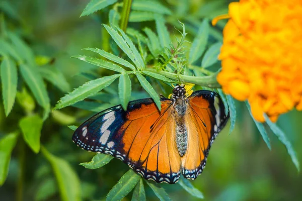 Little butterfly on orange flower — Stock Photo, Image