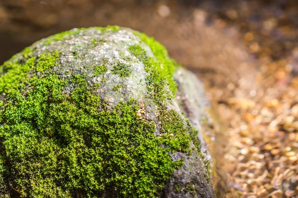 Grünes Moos auf dem Felsen am Wasserfall — Stockfoto