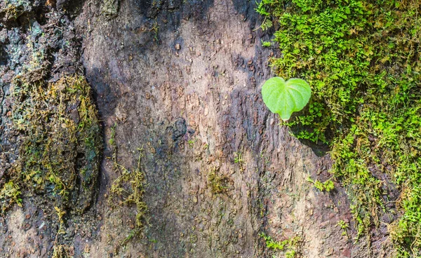 Coeur forme feuille verte sur l'arbre — Photo