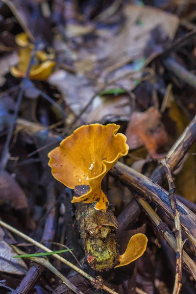 Little mushroom on nature background — Stock Photo, Image