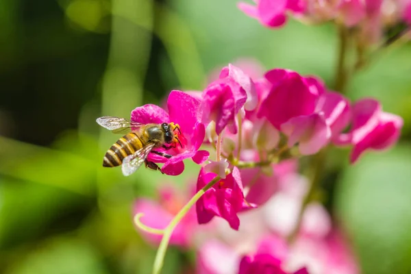 Meksika Sarmaşığı çiçeğindeki küçük arı — Stok fotoğraf