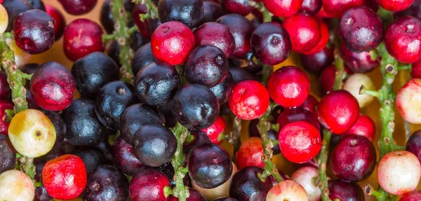 Closed up cockroach berry for background — Stock Photo, Image