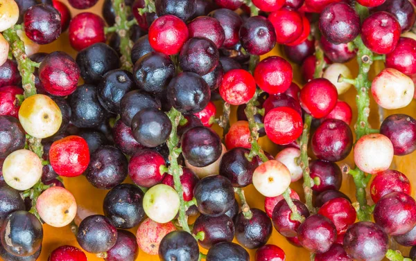 Closed up cockroach berry for background — Stock Photo, Image