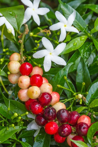 Cockroach berry on green leaf background — Stock Photo, Image