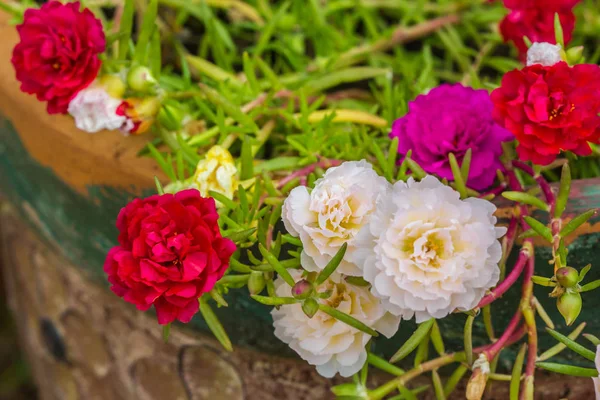 Lindo rojo común Purslane enfoque selectivo — Foto de Stock