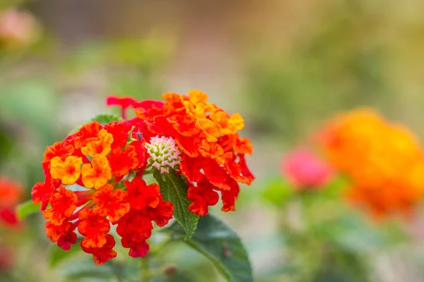 Lantana camara flower on nature background selective focus — Stock Photo, Image