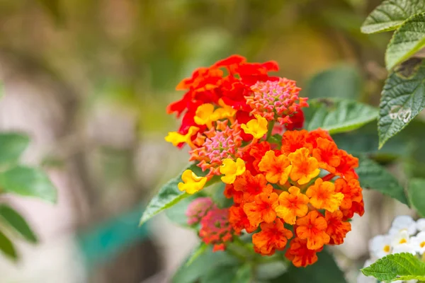 Lantana camara flower on nature background selective focus — Stock Photo, Image