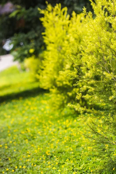 Belle feuille verte sur la mise au point sélective arbre — Photo