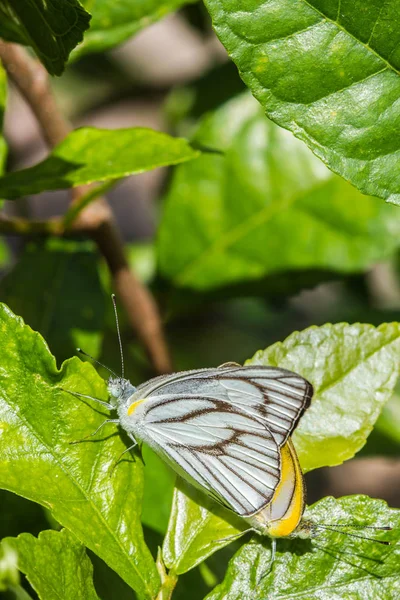 自然背景下的小蝴蝶交配 — 图库照片