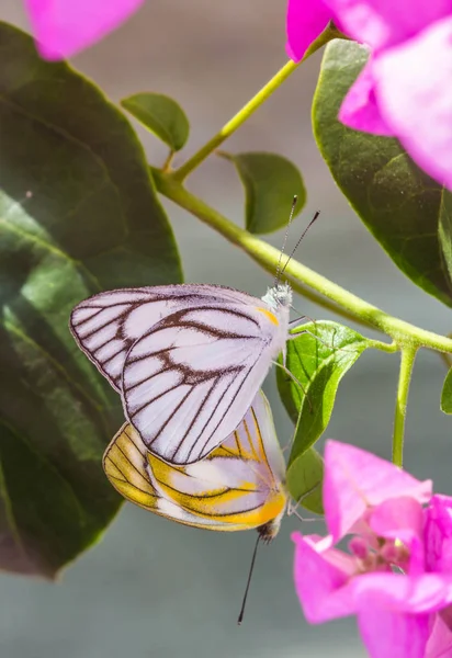 Doğada çiftleşen küçük kelebek. — Stok fotoğraf