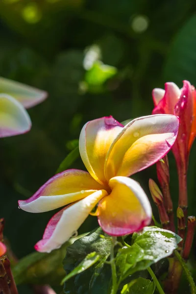 Cute plumeria on nature background — 스톡 사진