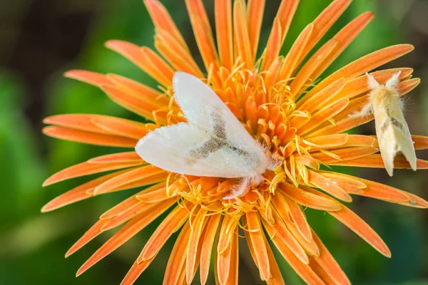 Cute moth  on orange flower — Stock Photo, Image