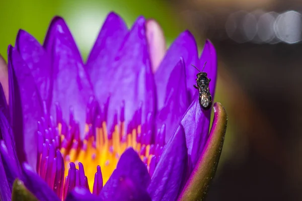 Little bee on purple lotus flower — ストック写真