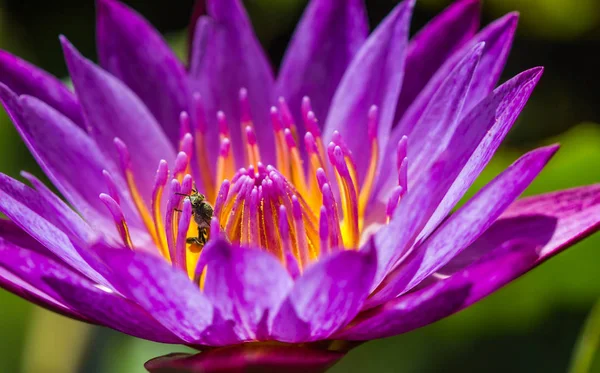 Petite abeille sur fleur de lotus violet — Photo