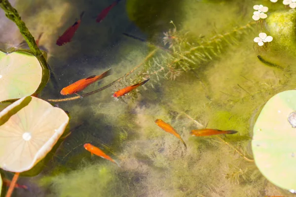 Schattig oranje vis in kleine vijver selectieve focus — Stockfoto