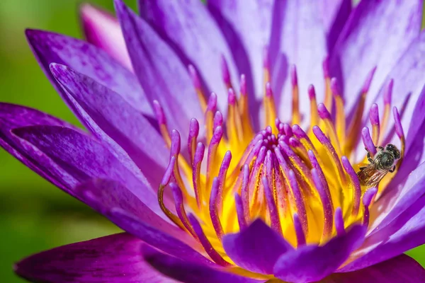 Abejita en flor de loto púrpura — Foto de Stock