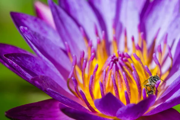 Petite abeille sur fleur de lotus violet — Photo