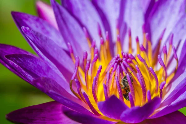 Petite abeille sur fleur de lotus violet — Photo