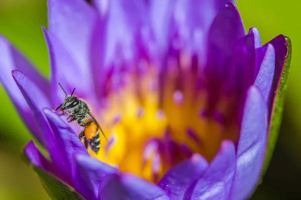 Petite abeille sur fleur de lotus violet — Photo