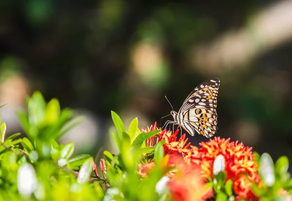 Kırmızı çiçekteki küçük kelebek — Stok fotoğraf