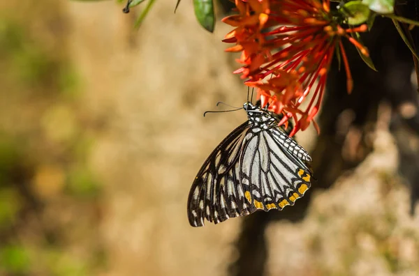 Piccola farfalla sul fiore rosso — Foto Stock