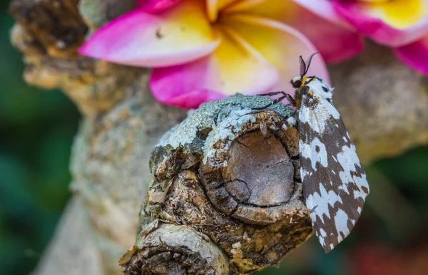 水仙花树枝上可爱的飞蛾 — 图库照片