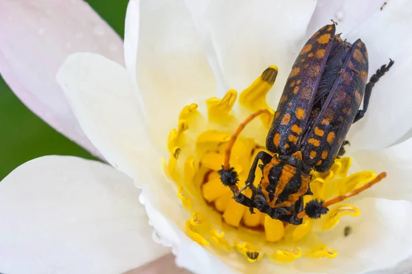 Black and Yellow Longhorn Beetle on lotus flower — Stock Photo, Image