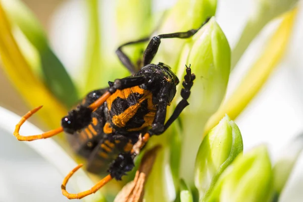 Zwart en geel boktorren op natuur achtergrond. — Stockfoto