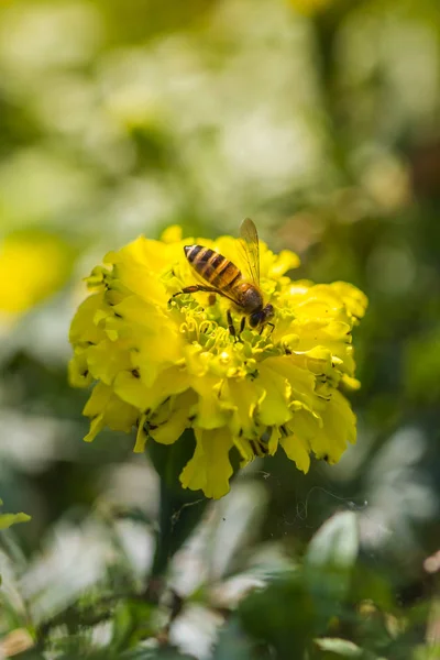 Маленька бджола на квітках чорнобривців — стокове фото