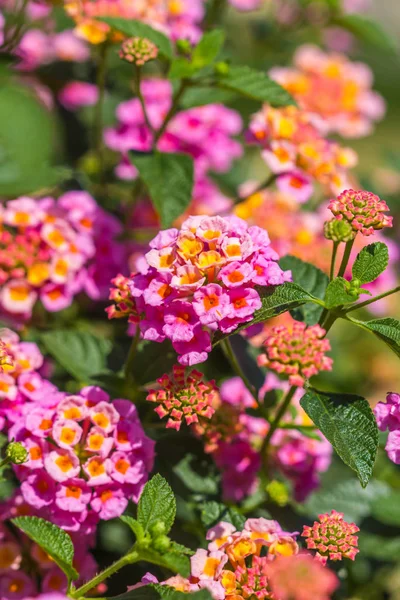 Lantana Camara çiçeği doğa arka plan seçici odak