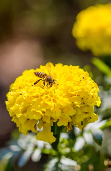 Маленька бджола на квітках чорнобривців — стокове фото