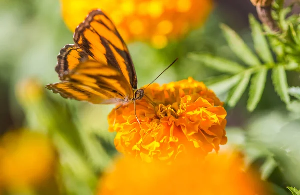 Little butterfly on marigold flower — Stock Photo, Image