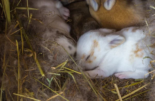 Baby rabbit sleep selective focus — Stock Photo, Image