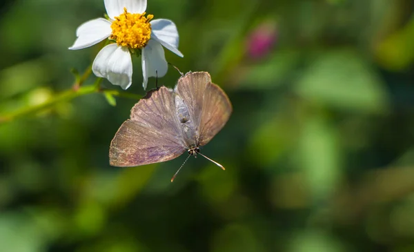 Petit papillon sur fleur sauvage — Photo