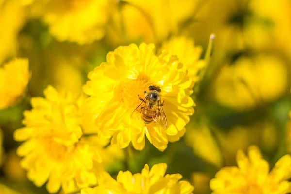 Little bee on chrysanthemum flower — Stock Photo, Image