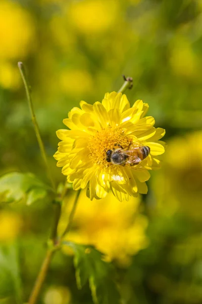 Little bee on chrysanthemum flower — Stock Photo, Image
