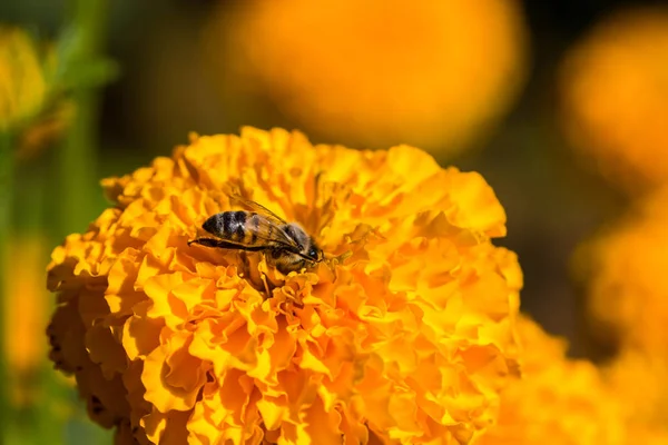 Abejita en flor de caléndula — Foto de Stock