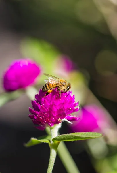 Abejita en globo flor de amaranto — Foto de Stock