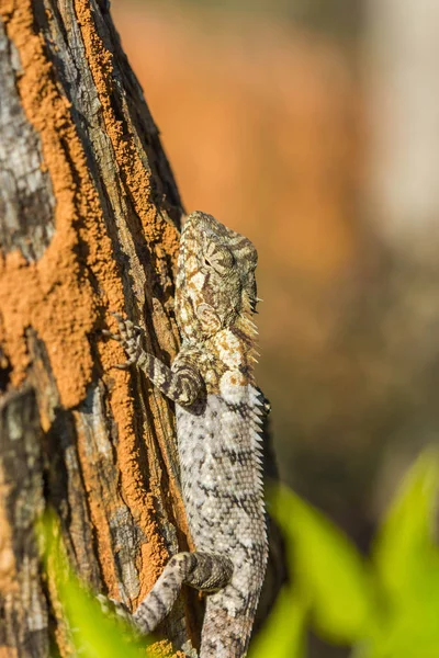 Cute chameleon on old tree — ストック写真