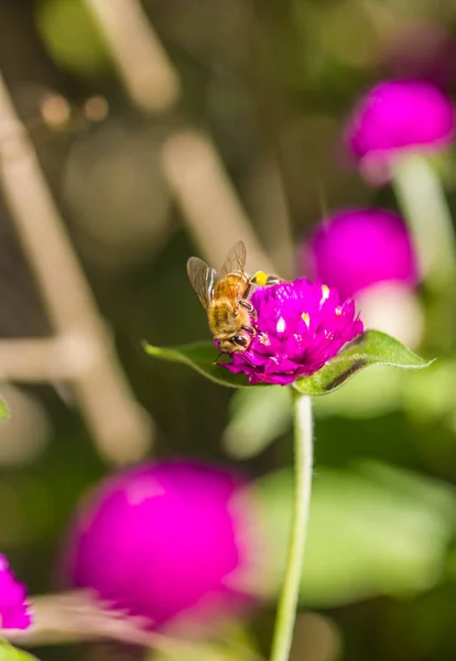 Petite abeille sur globe amarante fleur — Photo