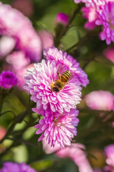 Linda flor de margaret púrpura en el jardín — Foto de Stock