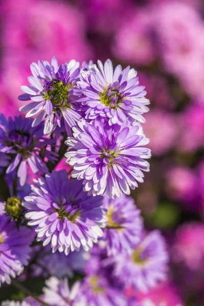 Söt lila margaret blomma i trädgården — Stockfoto