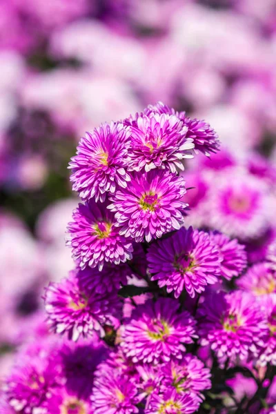 Süße lila Margaretenblume im Garten — Stockfoto