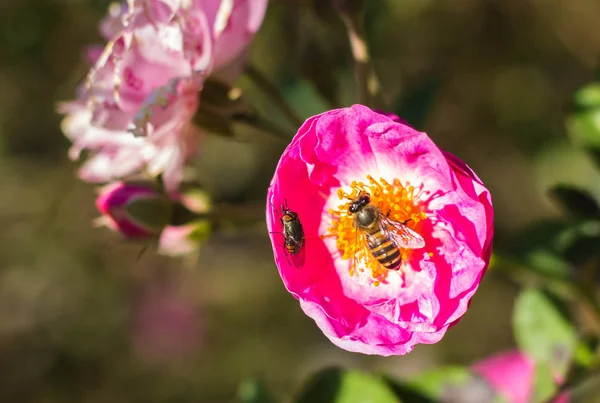 Abejita en flor de rosa — Foto de Stock