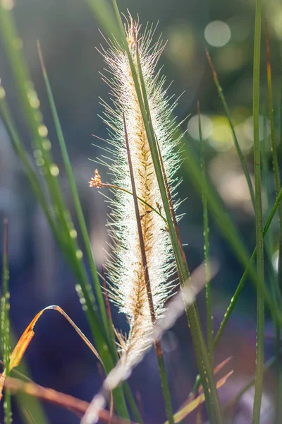 Gesloten gras bloem selectieve focus — Stockfoto