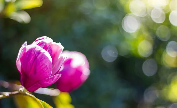 Linda flor de magnolia en el jardín — Foto de Stock