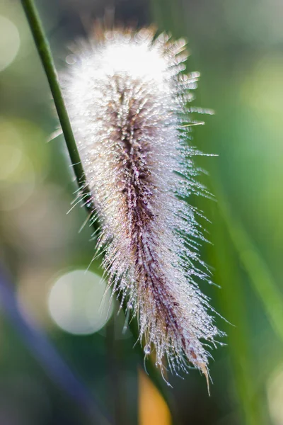 Closed-up grass flower selective focus