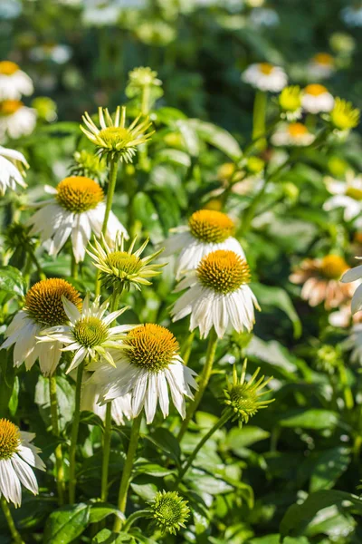 Liten blomma på naturen bakgrund — Stockfoto