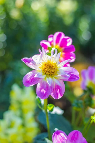 Flor rosa sobre fondo de la naturaleza — Foto de Stock