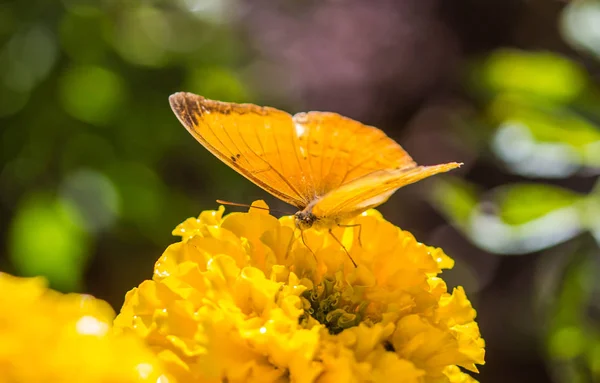 Pequena borboleta em flor de calêndula — Fotografia de Stock